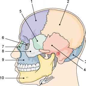 Labeling Exercise 192 - Medical Terminology - 78 Steps Health