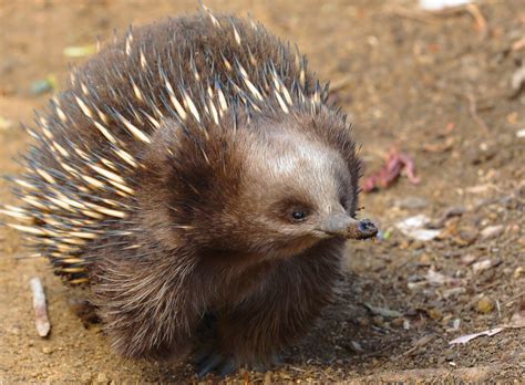 The 11 Weirdest Animals In Australia