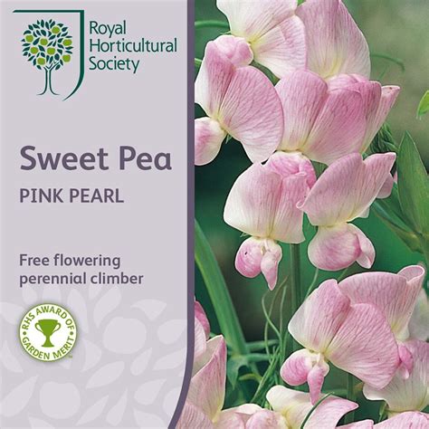 Buy Everlasting Sweet Pea Syn Pink Pearl Lathyrus Latifolius Rosa