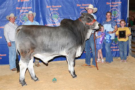 Championship Brahman Cattle From Brc Br Cutrer Inc