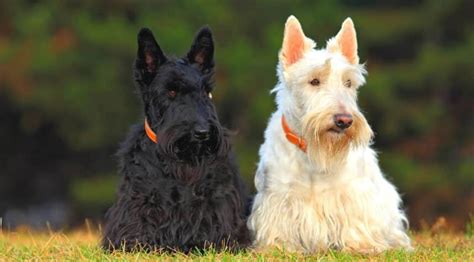 Scottish Terrier Dog Breed Information Facts Traits Pictures And More