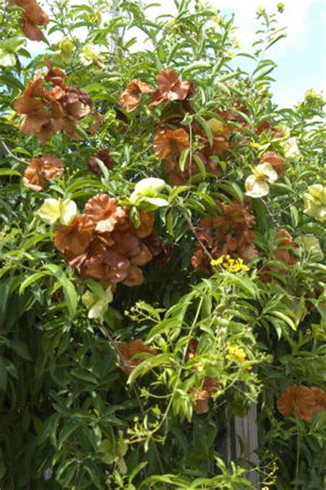 Use on a trellis, or as a mounding shrub or sprawling ground cover. Dirt Doctor - Library Topics