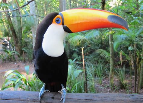 A Stroll Around Colorful Parque Das Aves The Bird Park In Foz Do Iguaçu