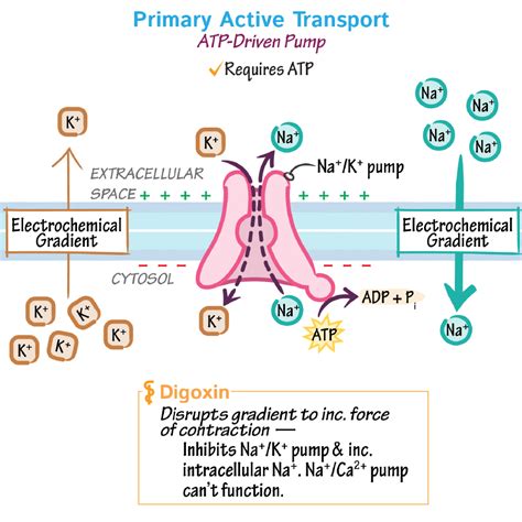 Cell Biology Glossary Active Transport Draw It To Know It