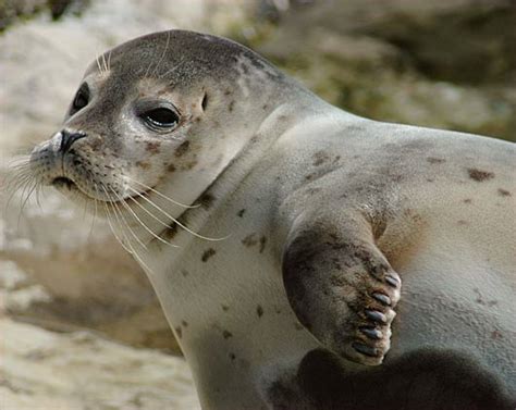 See more of seal on facebook. Seals - Water Torpedo Mammals | Animal Pictures and Facts | FactZoo.com