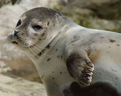 He was previously married to heidi klum. Seals - Water Torpedo Mammals | Animal Pictures and Facts ...