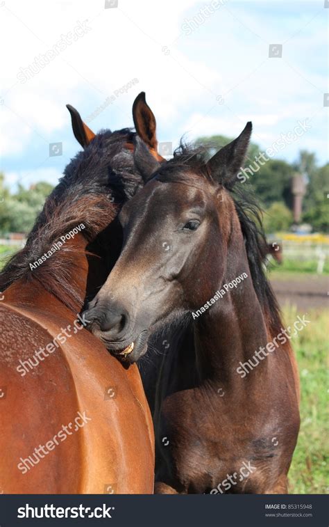 Two Horses Playing With Each Other Stock Photo 85315948 Shutterstock