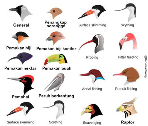 Begitu menitipkan telur, kedasih justru membuang telur yang sebab berbagai perilaku buruknya itu, burung emprit gantil kerap dijuluki sebagai burung parasit atau si ratu tega. Ciri dan Struktur Morfologi (Topografi) Kelas Aves, LENGKAP - Generasi Biologi