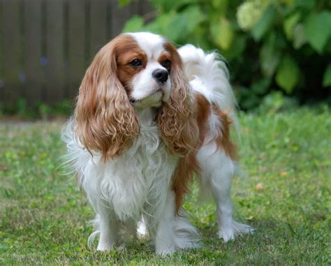 Cavalier King Charles Spaniel What You Need To Know K9 Web