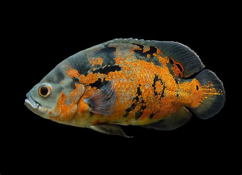 Oscar Fish The Care Feeding And Breeding Of Oscars Aquarium Tidings