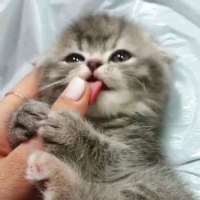 Why does it hurt when my cat licks me? Why Does My Cat Lick Me? - CatTime in 2020 | Baby cats ...