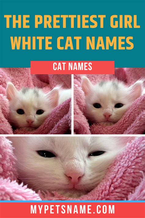 Whether Your Kitten Is A Playful Fluff Ball A Sophisticated Feline Or