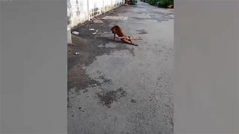 Brilliant Street Dog Fakes Leg Injury To Get Treats From Passersby