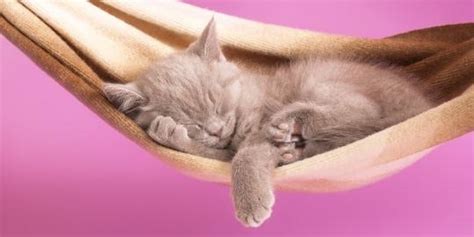 Sabar korang je ke kami nak hadap??? Berapa lama kucing tidur? | merdeka.com