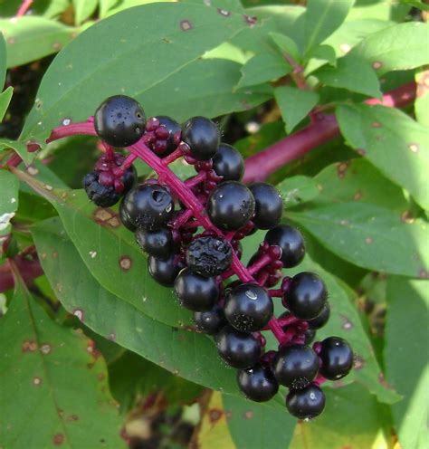 Seedlings more toxic than mature plants. Prairie Rose's Garden: Wildflower Wednesday: Sophie's Choice