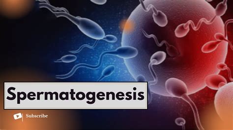 Unlocking The Mystery Of Spermatogenesis How Sperm Are Made Youtube