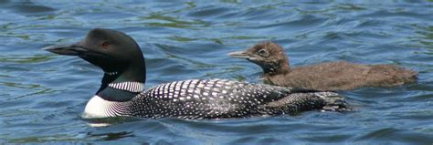 Bratley-Nelson Funeral Homes & Crematory | Hayward WI funeral home and