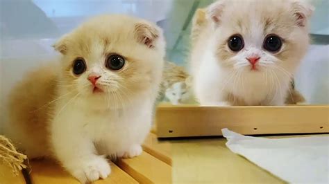 Cutest Munchkin Kittens Will Make Your Day Brighter Youtube