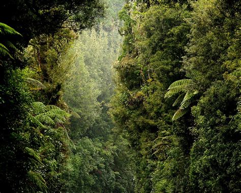 Rain Forest Nz Temperate Rain Forest In New Zealand Is Nev Flickr