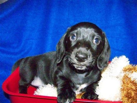 Dachshunds pup pack, medford, oregon. AKC Mini dachshund puppies Long haired and smooth for Sale in Carver, Oregon Classified ...