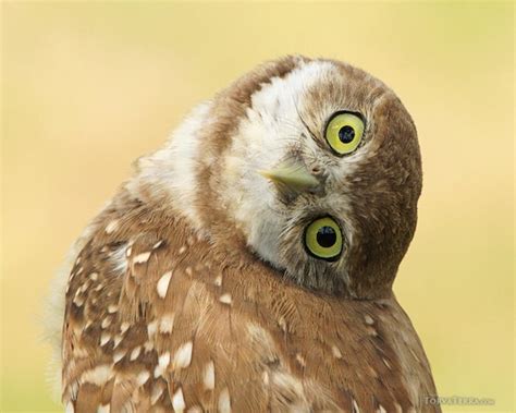 Burrowing Owlet Curiosity Cute Baby Owl Eyes Head Turned