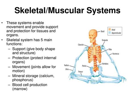 Ppt Human Body Systems Powerpoint Presentation Free Download Id641192