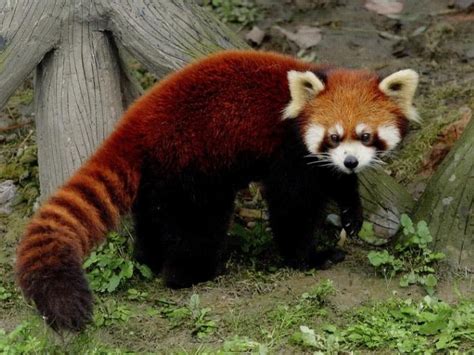 Малая панда - описание жизни животного с фото и видео, где обитает ...