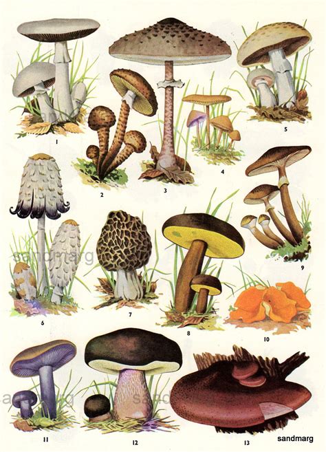 sandmarg: Chart of Edible Mushrooms