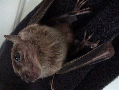 African Fruit Bats Are Intermediate Hosts Of The Marburg Virus