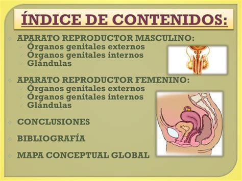Ppt AnatomÍa Del Aparato Reproductor Masculino Y Femenino Humanos