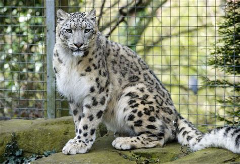 Snow Leopard Dudley Zoological Gardens Zoological Garden Cat Species