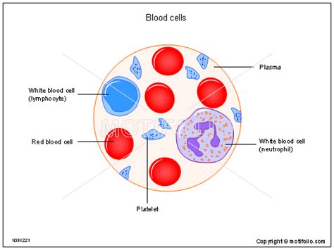 DIAGRAM Simple Diagram Of A Red Blood Cell MYDIAGRAM ONLINE