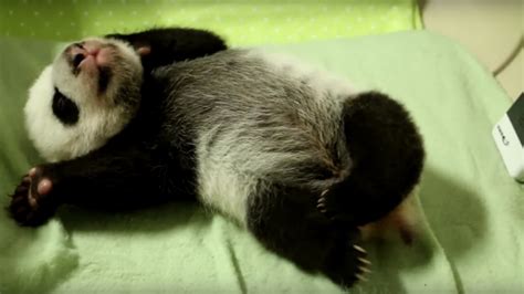 Toronto Zoos Twin Panda Cubs Have Finally Opened Their Eyes Photos