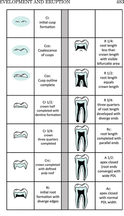 Structure Of Wisdom Tooth Semantic Scholar