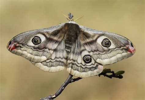 Why Are Moths Attracted To Light Talk Radio News