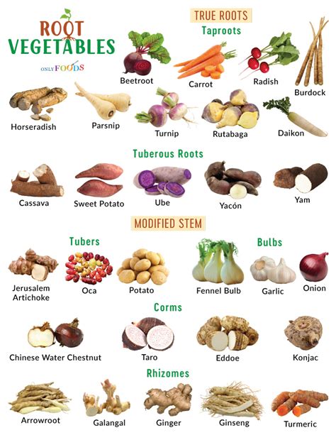 Types Of Root Vegetables List With Pictures