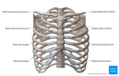 Thorax Anatomy Wall Cavity Organs And Neurovasculature Kenhub