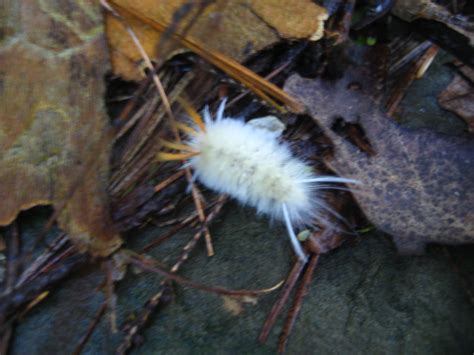 White Furry Caterpillar Allisondc Flickr