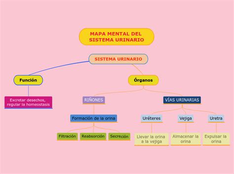 Sistema Urinario Mind Map