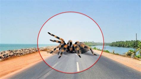 Herobrine possessed this seed in mcpe! 5 TIMES GIANT SPIDER CAUGHT ON CAMERA & SPOTTED IN REAL ...