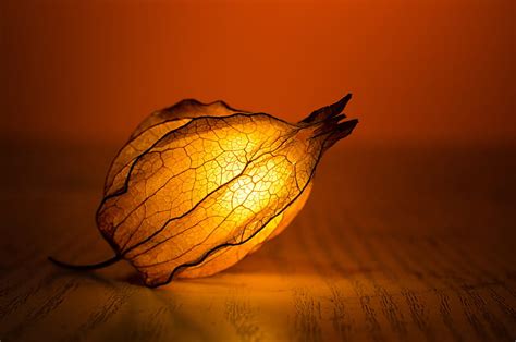 Captured Light Graphy Autumn Glow Lantern Orange Abstract Light