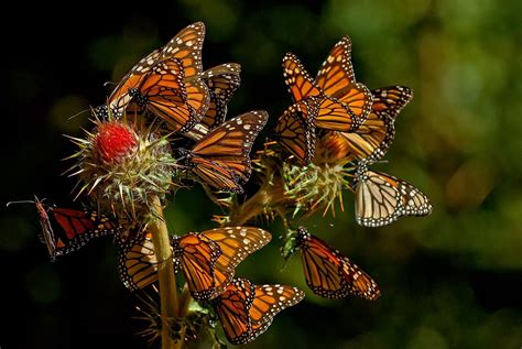 We did not find results for: mariposa monarca | Monarch butterfly, Butterfly kisses ...