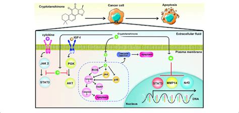 the antitumor effect of cryptotanshinone cryptotanshinone can induce download scientific