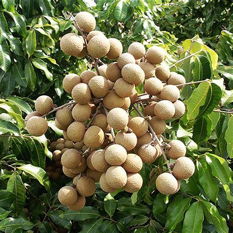 Indonesia Natural 50 150 Fresh Seeds Organic Longan Etsy