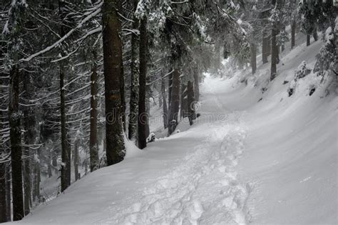 Mysterious Winter Forest Stock Image Image Of Horizontal 62951109