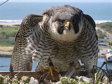 Three Peregrine Falcon Chicks Are Hatched And Nesting High Atop The