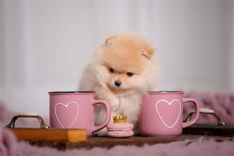 Download Baby Animal Puppy Cup Animal Pomeranian 4k Ultra Hd Wallpaper
