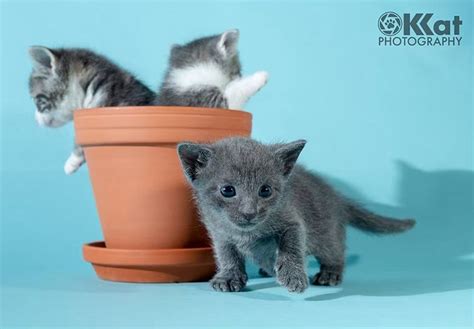 Kitten Baby Photoshoot Stray Kittens Get Adorable Photoshoot To Help
