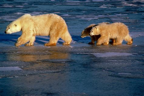 Polar Bear Mom And Cubs Photograph By Dan Guravich Fine Art America
