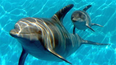 Feds Propose Ban On Swimming With Dolphins